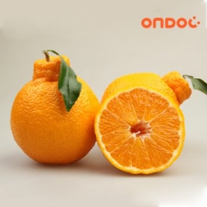 온도씨 고당도 한라봉 대과 2~4과내외 1kg (1개)