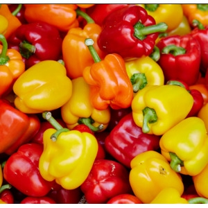 지지팜 파프리카 못난이 2kg 빨강 노랑 주황 산지직송_이미지