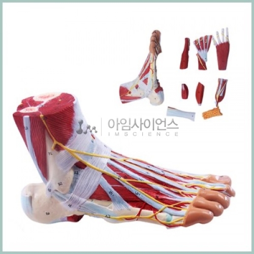  인체 발근육 모형 9pcs R