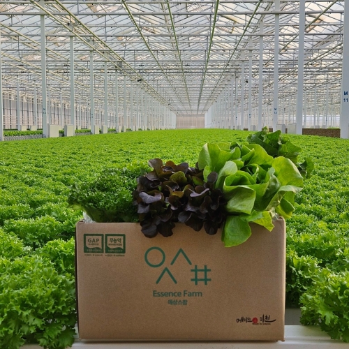 에상스팜 유러피안 상추 3종 랜덤 혼합1kg이미지입니다. 누르면 해당 게시물로 새창이동합니다.