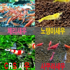 카즈미 노랭이새우 2마리/체리새우/열대어/관상어/생이새우