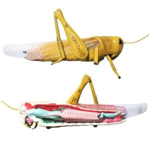 메뚜기 해부단면모형R 과학 수업 관찰 곤충모형