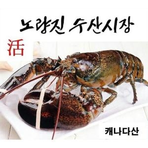 대진유통 캐나다산 살아있는 활 랍스타  한정세일