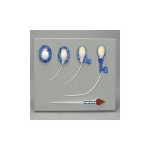 사이언스119 정자 발생모델BS/JS-22758/과학실험_이미지