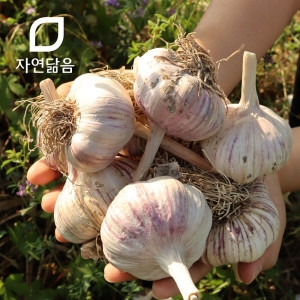 자연닮음 국산 밭 저장 장아찌용 통마늘 대 3kg 2025 햇마늘