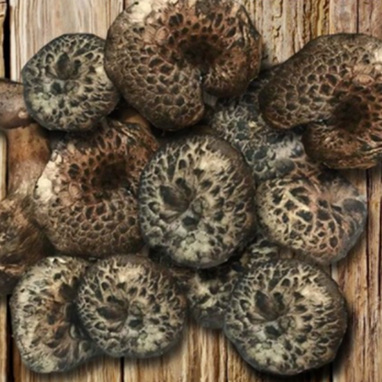 티벳농부 냉동 능이버섯 특품 10kg (1개)