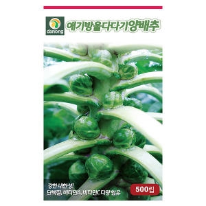 다농 애기방울다다기양배추씨앗 500립_이미지