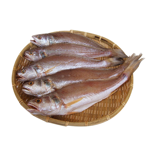 마산어시장 반건조 민어조기 5미 22cm (1개)_이미지