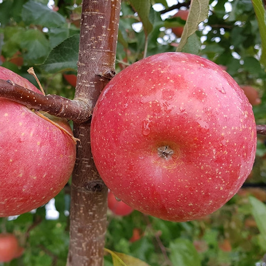 이슬마루 산지직송 의성 햇 사과 소 2.5kg