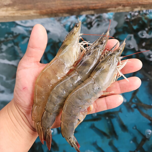 활 흰다리새우 1kg