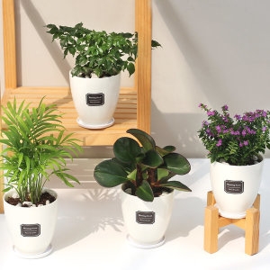 미미네아쿠아 공기정화식물 미세먼지제거 화분 스투키 틸란드시아