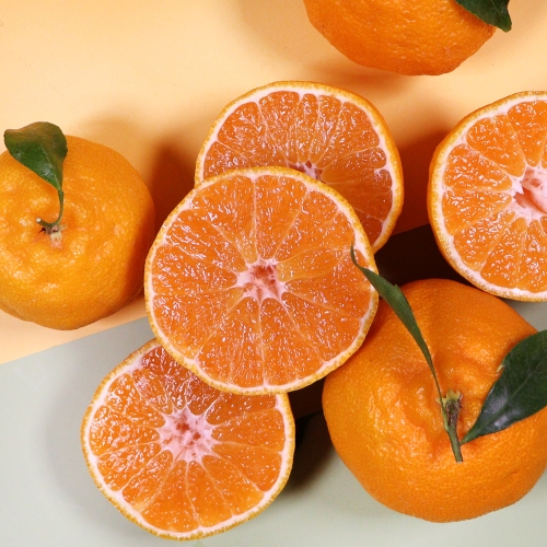 온도씨 고당도 한라봉 대과 6~9과내외 2.5kg (1개)_이미지