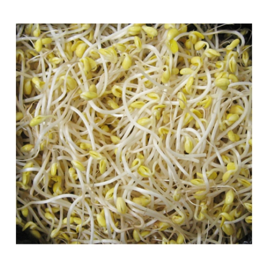 건영푸드 곱슬이 콩나물 3.5kg (1개)