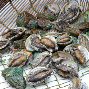 완도전복 소사이즈/왕꼬마전복 30-40미 1kg 산소포장