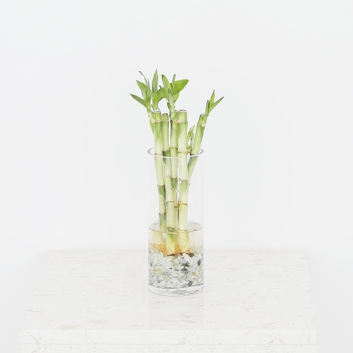 그린테라피 개운죽 키우기실내공기정화식물 수경재배 행운목 수경식물 1세트_이미지
