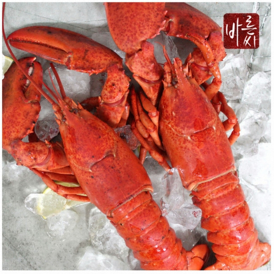 바른씨 자숙 랍스터 5kg (1개)