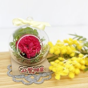 씨엔티코리아 카네이션 테라리움 만들기 1인세트