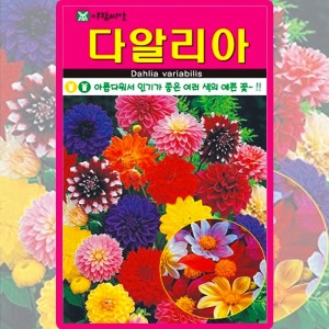 아람종묘 혼합 다알리아 씨앗 다알리아 씨 꽃 종자 100립