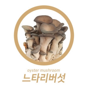 야과몰 맛 영양 건강을 동시에 느타리 상 못난이 2kg