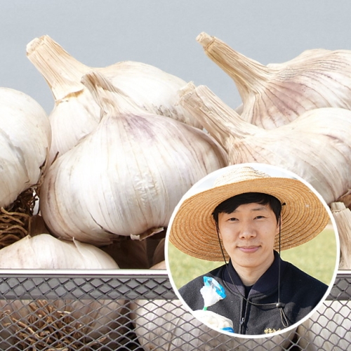 친환경팔도 황토랑 통마늘 대서마늘 /대