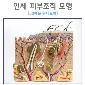  인체 피부조직 모형R