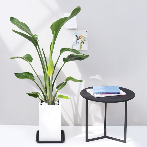 전국 여인초 FRP 화분 대형식물 실내공기정화식물 대형화분