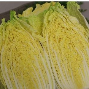 팜웨이 알배기 쌈배추 8kg이미지입니다. 누르면 해당 게시물로 새창이동합니다.