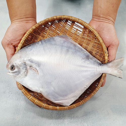 손질 생물 병어 대 특대 왕특 내장제거 비늘제거 병어회