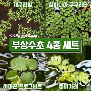 미미네아쿠아 부상 수초 키우기 4종세트