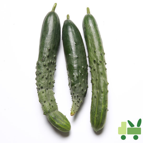 취청오이 청오이 보통 10kg이미지입니다. 누르면 해당 게시물로 새창이동합니다.