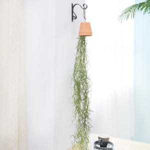 프리스틴 주 조아트 한줄넝쿨 바구니넝쿨 틸란드시아 행잉토기화분