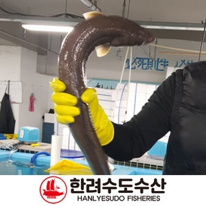 씨푸드정 통영 자연산 바다장어  대 2-4미 주문 즉시 손질_이미지