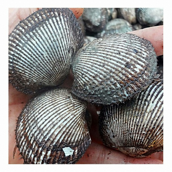 힐링엔 남해산 피꼬막 중소 1.5kg (1개)