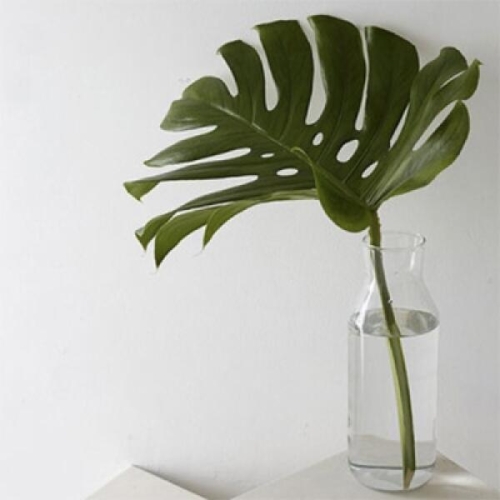 디어먼트 몬스테라 그린 인테리어 가습식물