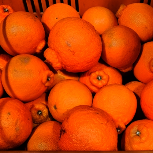 [불명] 고당도 가성비 한라봉 못난이 혼합과 벌크 10kg (1개)