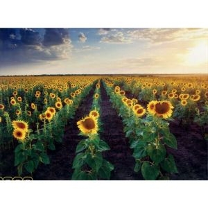 ����Ŭ�� 1000�ǽ� ǳ�� �������� �عٶ�� ���� LA10-039