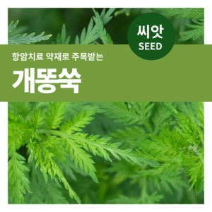 개똥쑥 20000립 씨앗