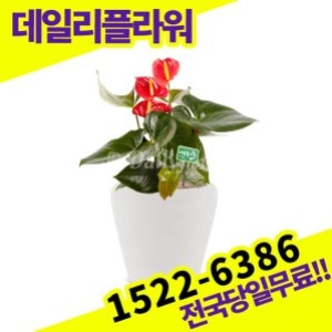 안시리움 개업화분 개원 카페 오픈축하 개업식 집들이 선물 관엽식물 실내공기정화 거실화분 배달