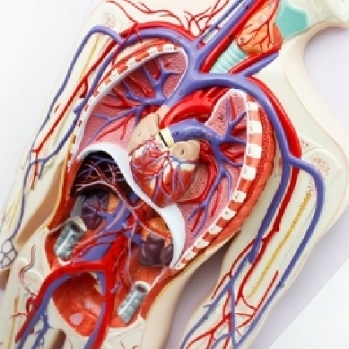 인체 혈액순환계 모형 R/교구/수업이미지입니다. 누르면 해당 게시물로 새창이동합니다.