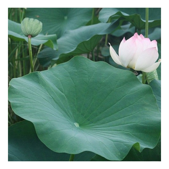 한아름농수산 무농약 생연잎 (1개)