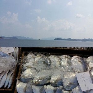 병어 10미 목포신안병어급냉