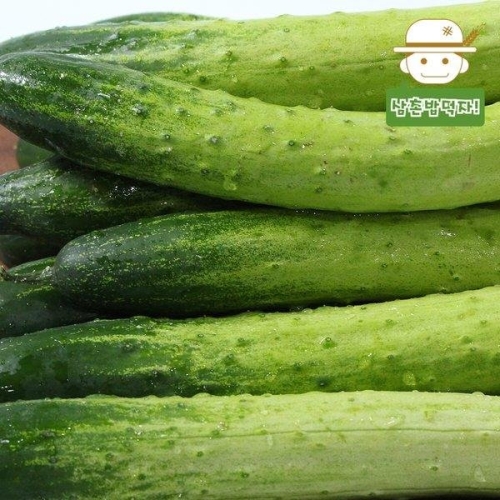 삼촌농장 수분 가득 백다다기 오이 특품 2kg (1개)