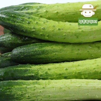 삼촌농장 수분 가득 백다다기 <b>오이</b> 특품 2kg
