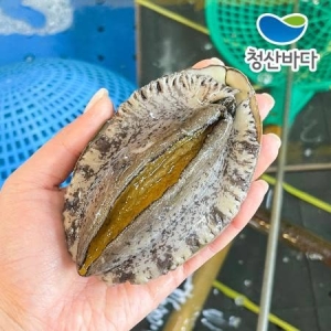 완도직송 활전복 대복  9-10미 1kg
