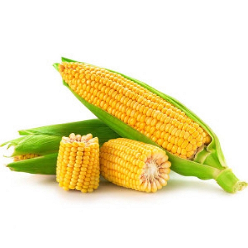 미식한가 제철의맛 달큰 아삭 초당옥수수 14cm이상 (10개)