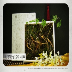 강원산삼초 강원도 5년근 산양삼 선물세트 5뿌리