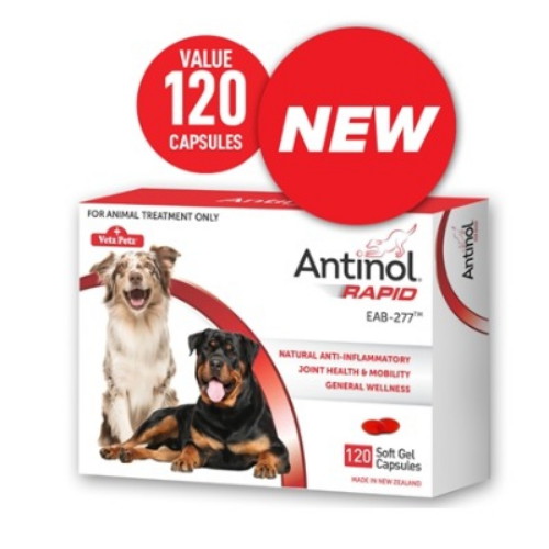 안티놀 래피드 관절영양제 120p (1개)_이미지