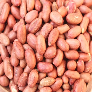 쪽빛누리 땅콩 볶은 땅콩 볶음땅콩 볶음알땅콩 500g 신선한 햇 땅콩