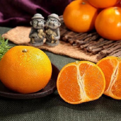 넛파인 제주 산지직송 천혜향 중대과 4.5kg 18-23과이미지입니다. 누르면 해당 게시물로 새창이동합니다.