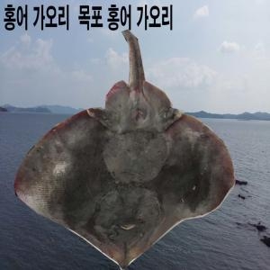 홍어가오리 홍어국산홍어가오리 찜용  홍어 국산홍어가오리 찜용_이미지